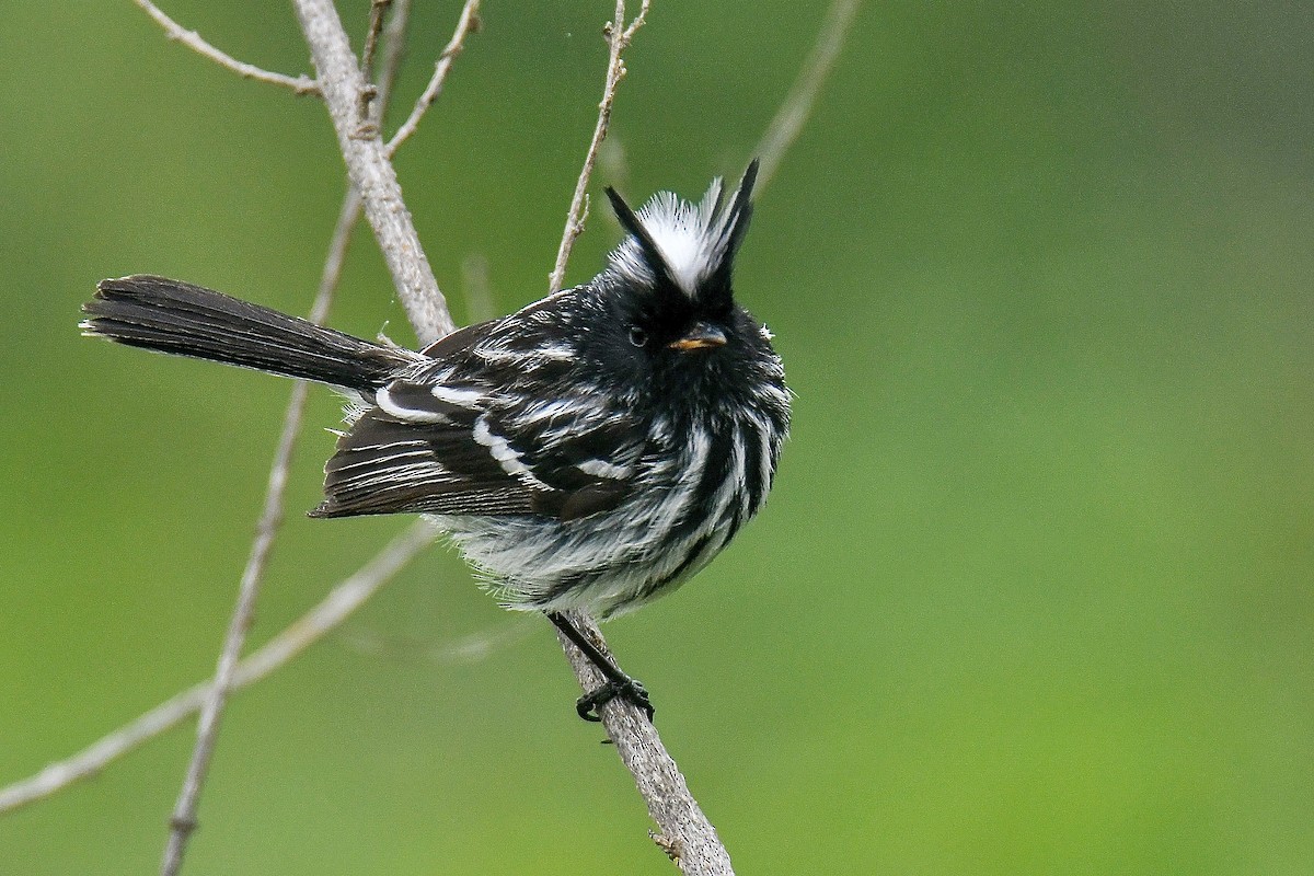 Pied-crested Tit-Tyrant - Laurent Bédard