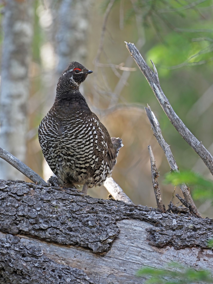 Siberian Grouse - ML630898985