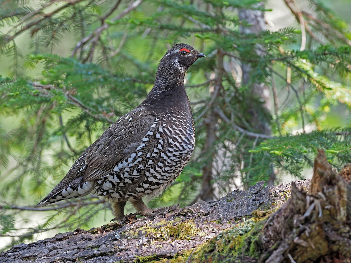 Siberian Grouse - ML630898986