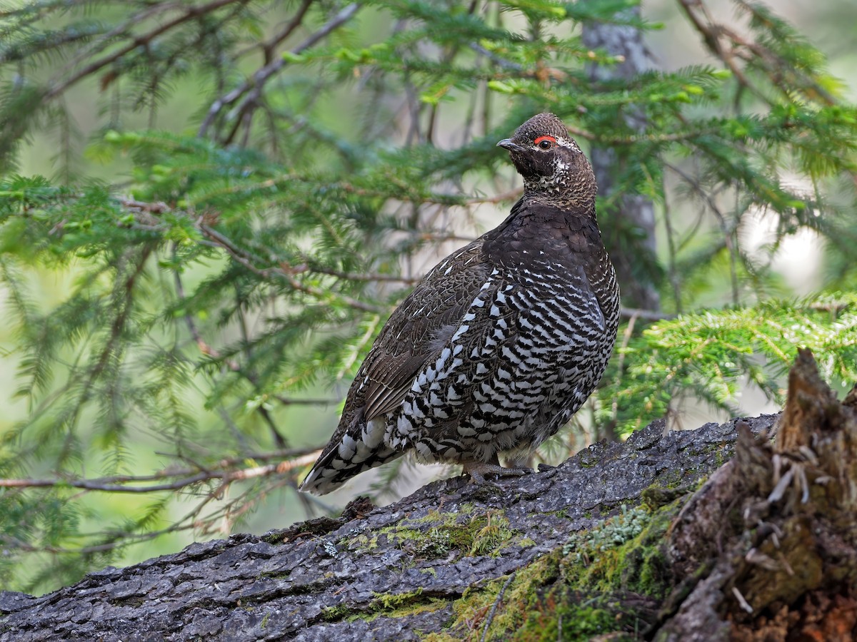 Siberian Grouse - ML630898987