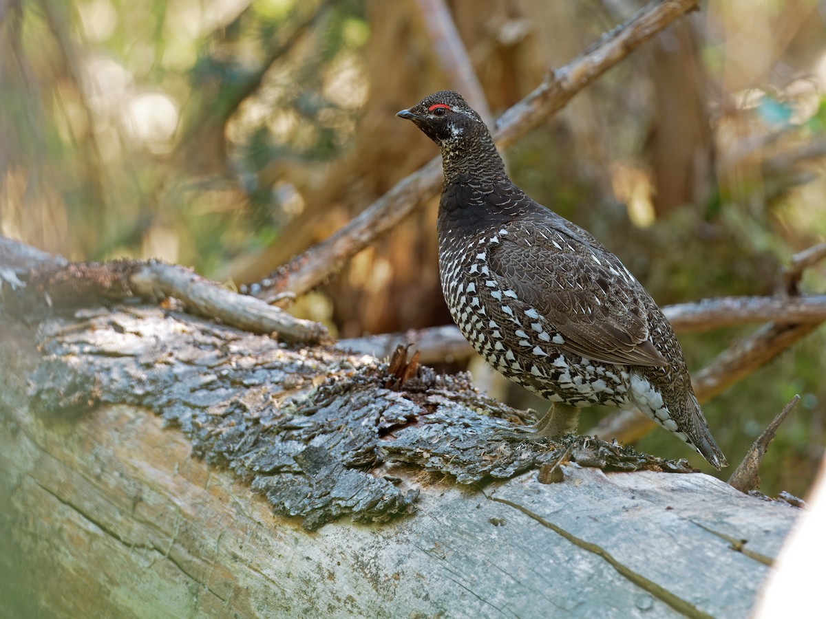 Siberian Grouse - ML630898996