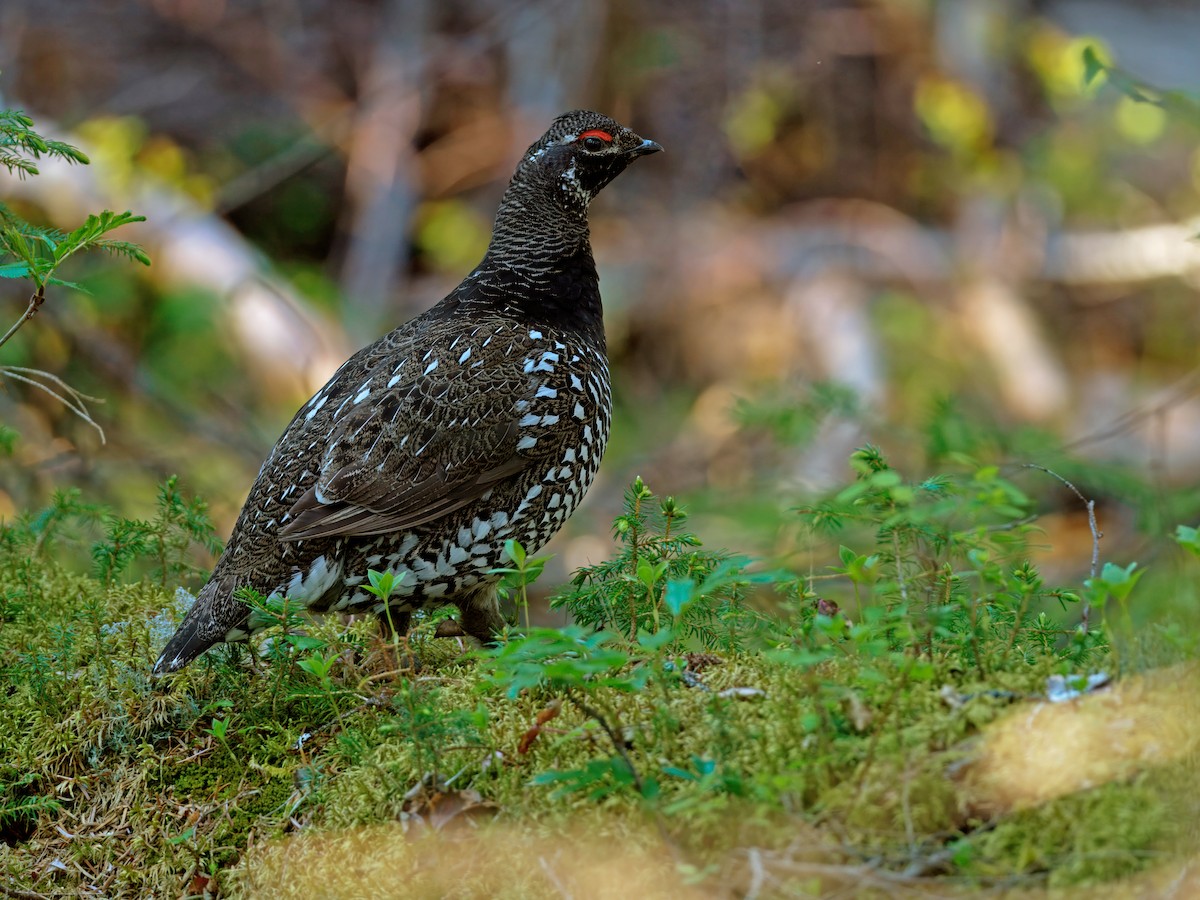 Siberian Grouse - ML630899004