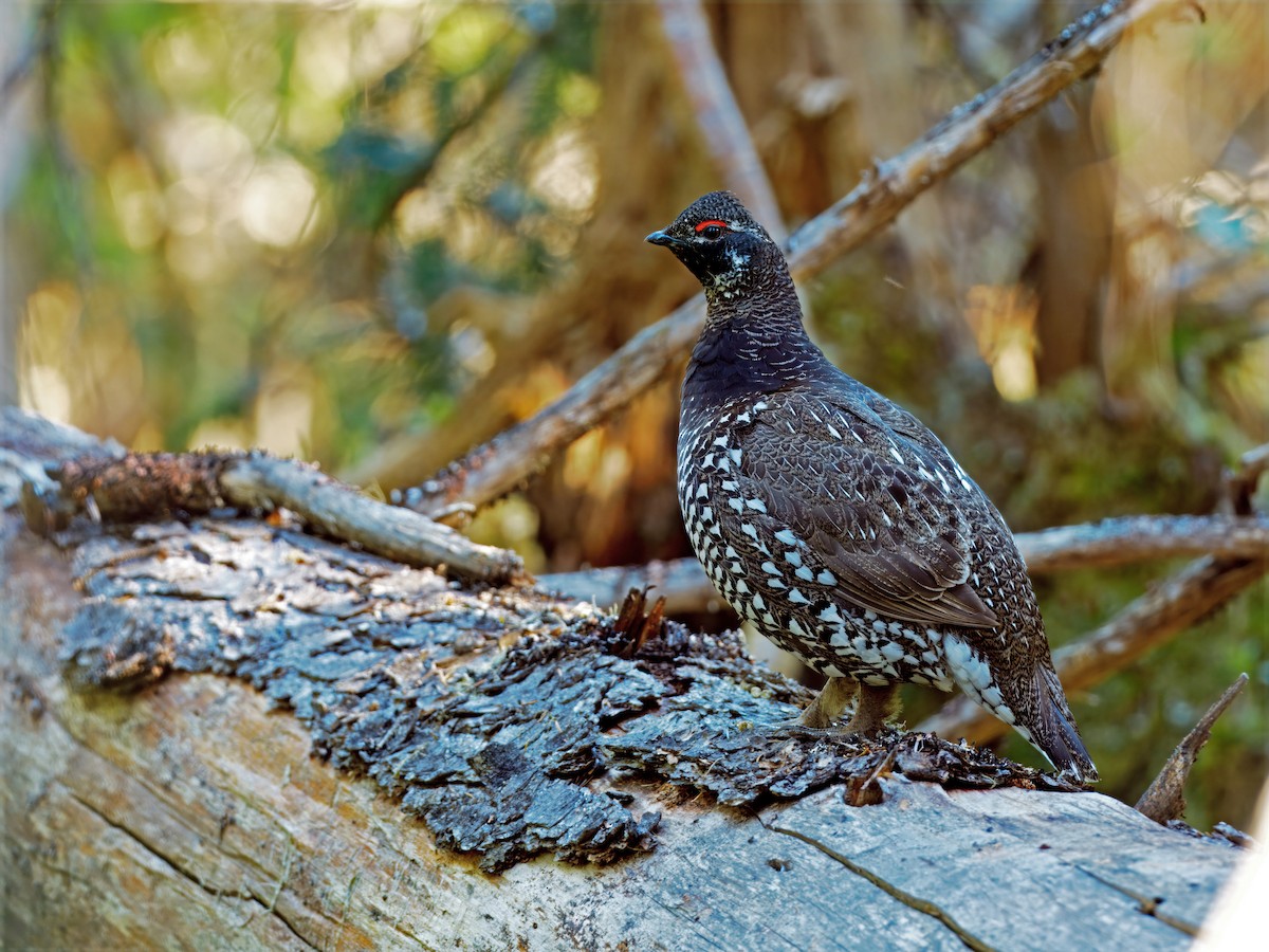 Siberian Grouse - ML630899008