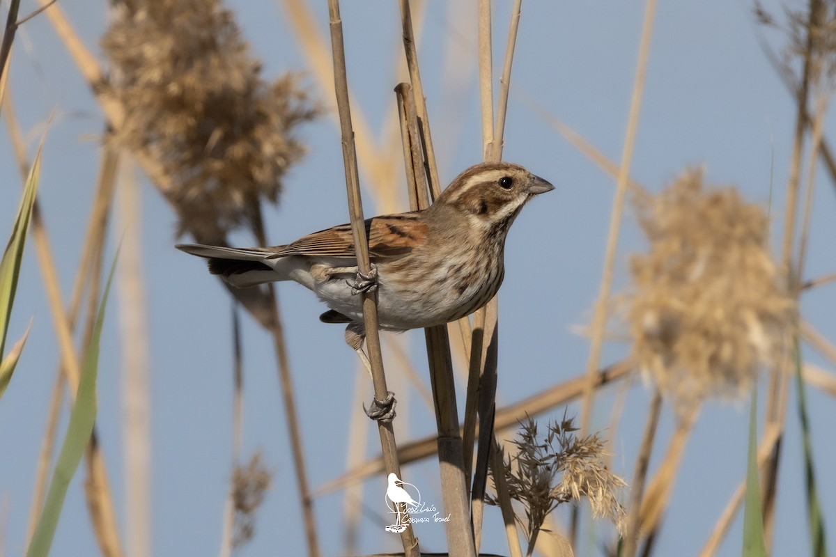 Reed Bunting - ML630899065