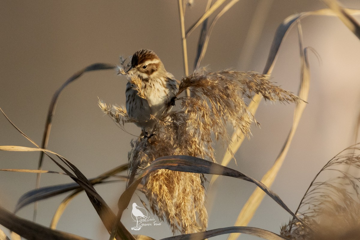 Reed Bunting - ML630899066