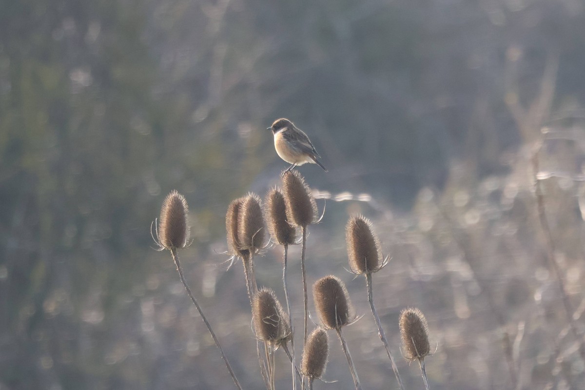 European Stonechat - ML630899529