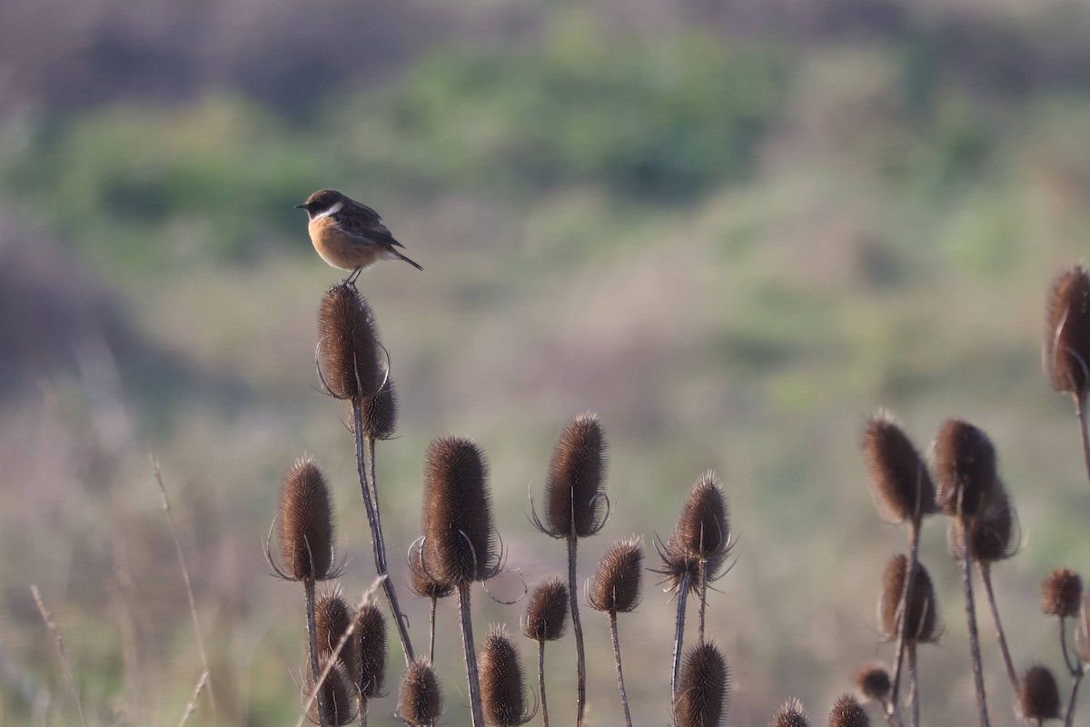 European Stonechat - ML630899530
