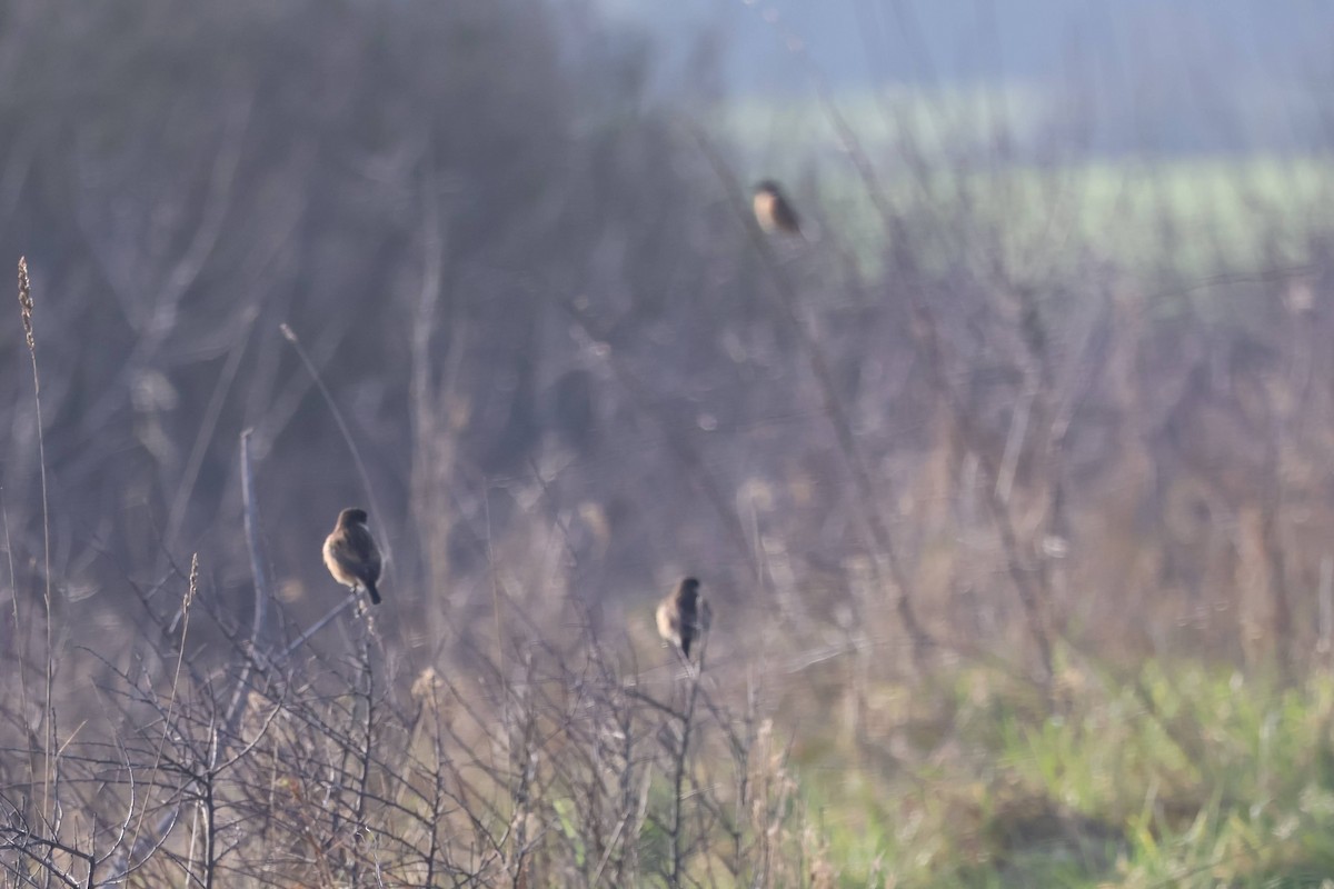 European Stonechat - ML630899531