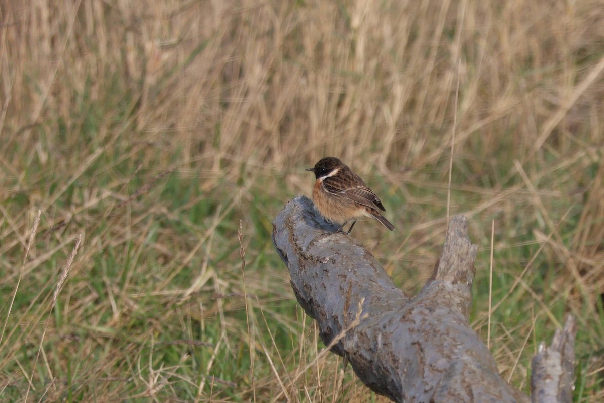 European Stonechat - ML630899532