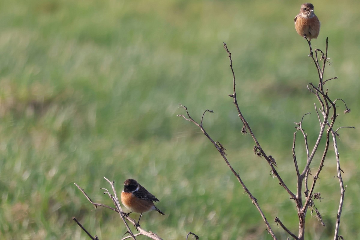 European Stonechat - ML630899533
