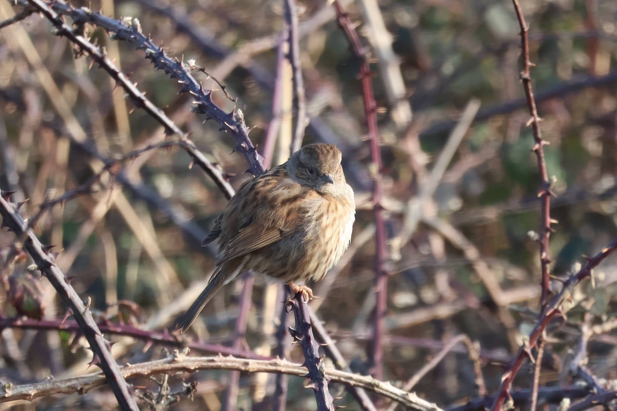 Dunnock - ML630899562