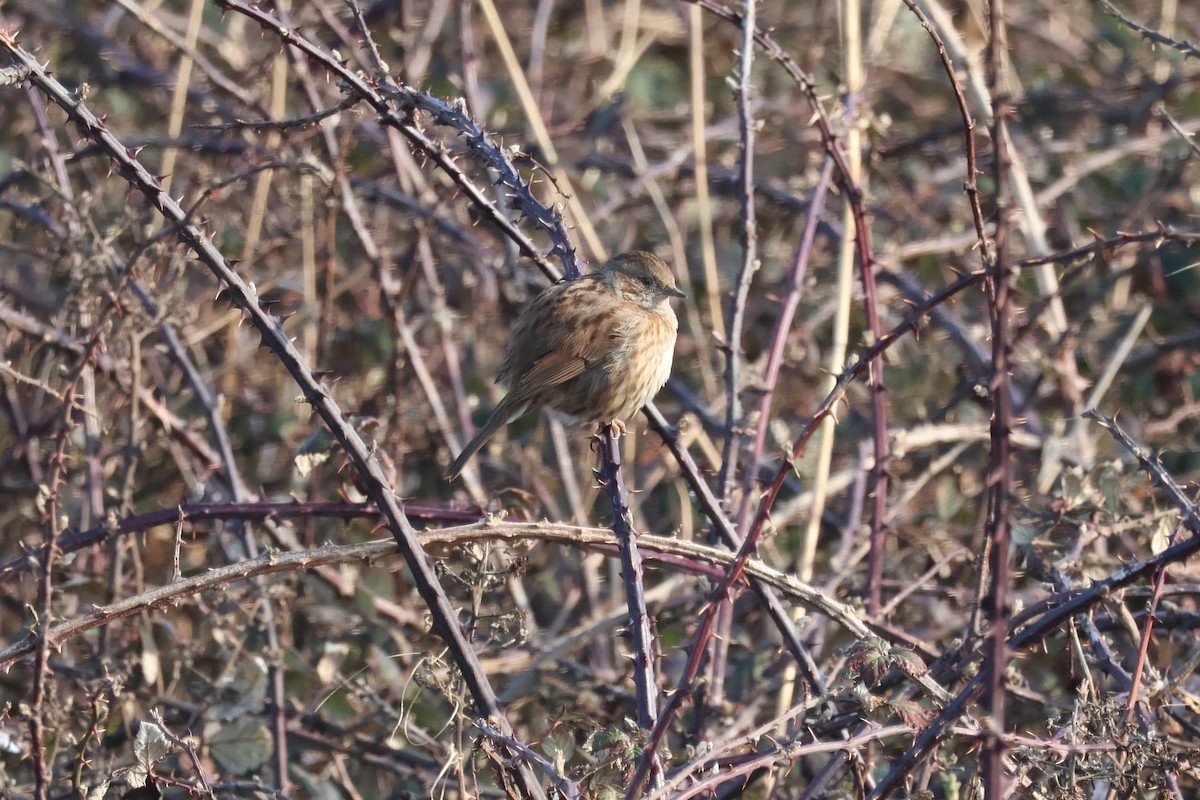 Dunnock - ML630899563