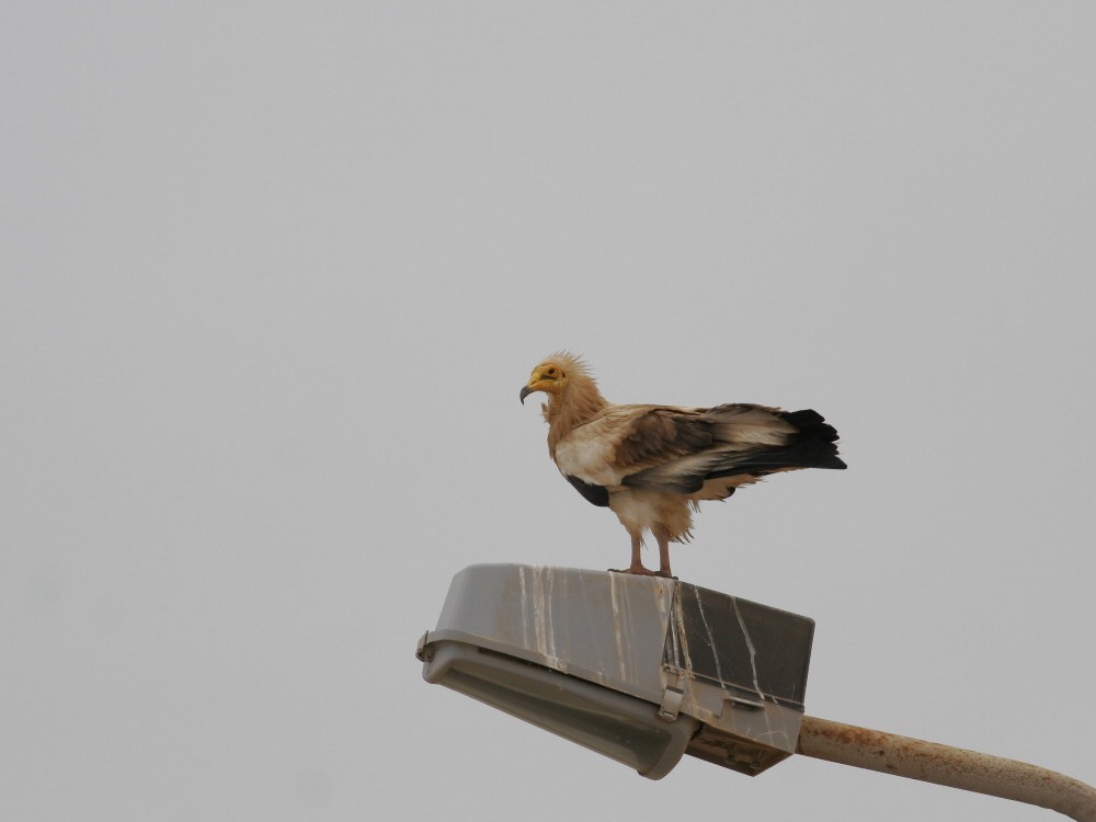 Egyptian Vulture - ML630899879
