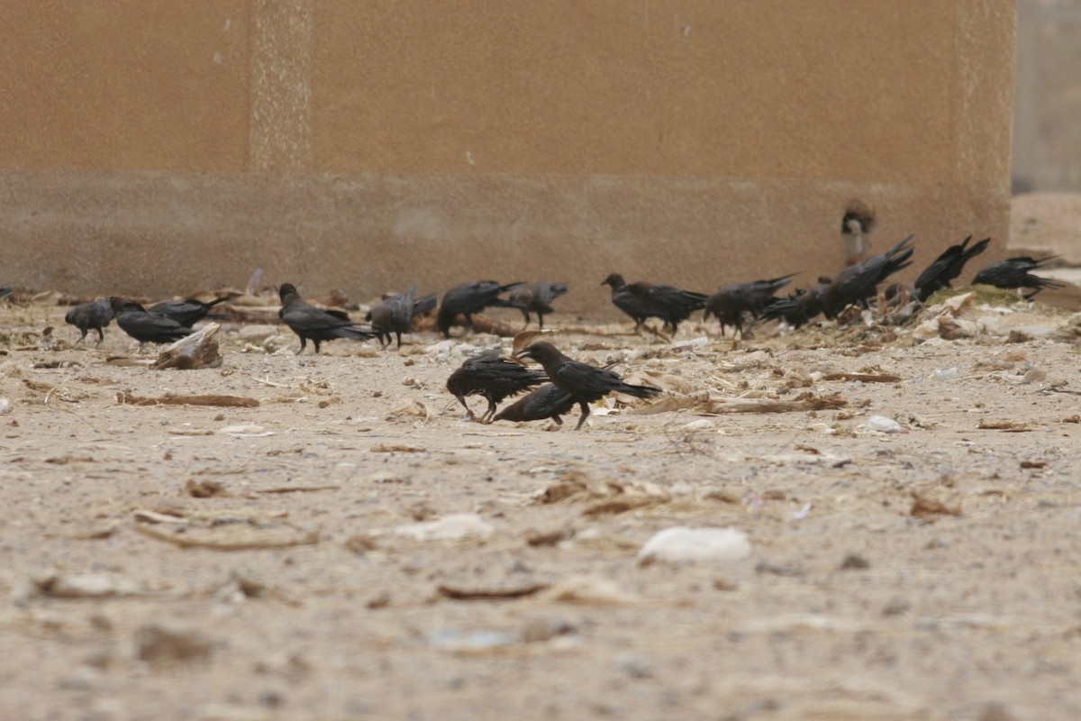 Brown-necked Raven - ML630899884