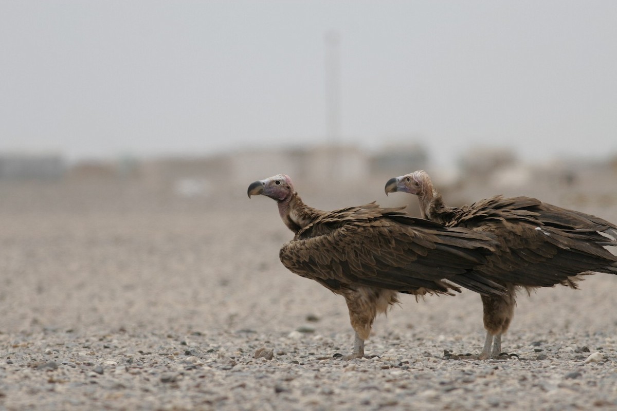 Lappet-faced Vulture - ML630899895