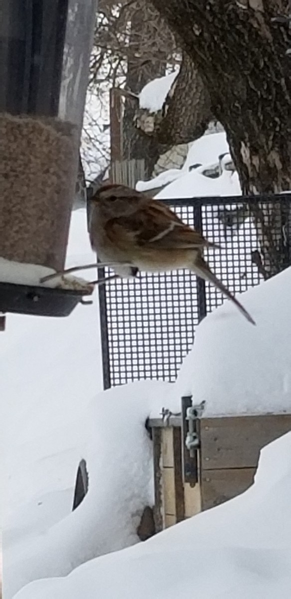 American Tree Sparrow - ML630900001
