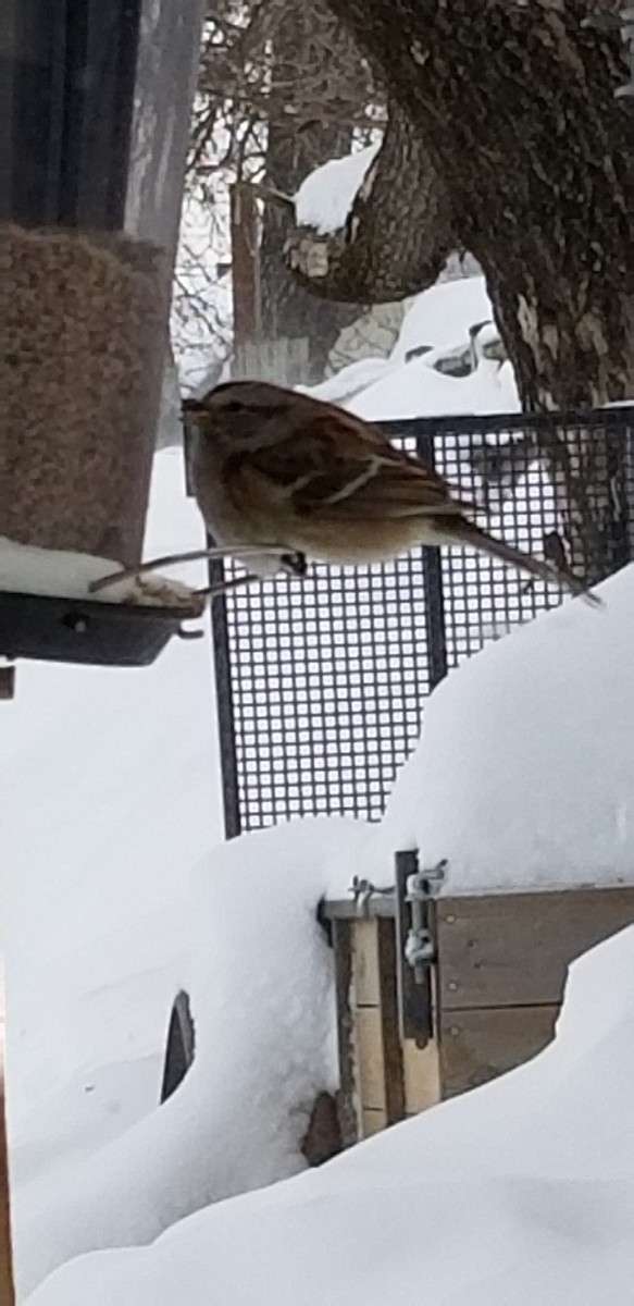American Tree Sparrow - ML630900019