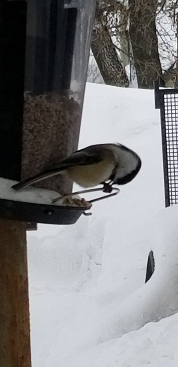 Black-capped Chickadee - ML630900070