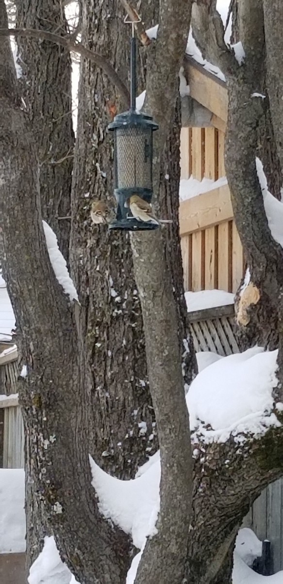 American Goldfinch - ML630900080