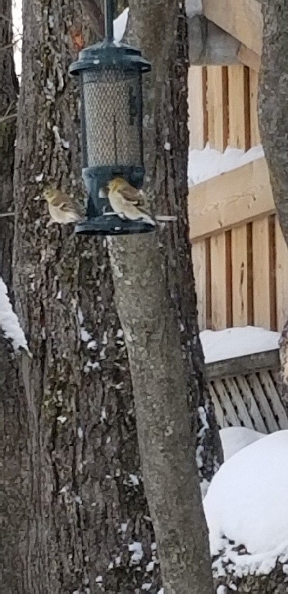 American Goldfinch - ML630900085
