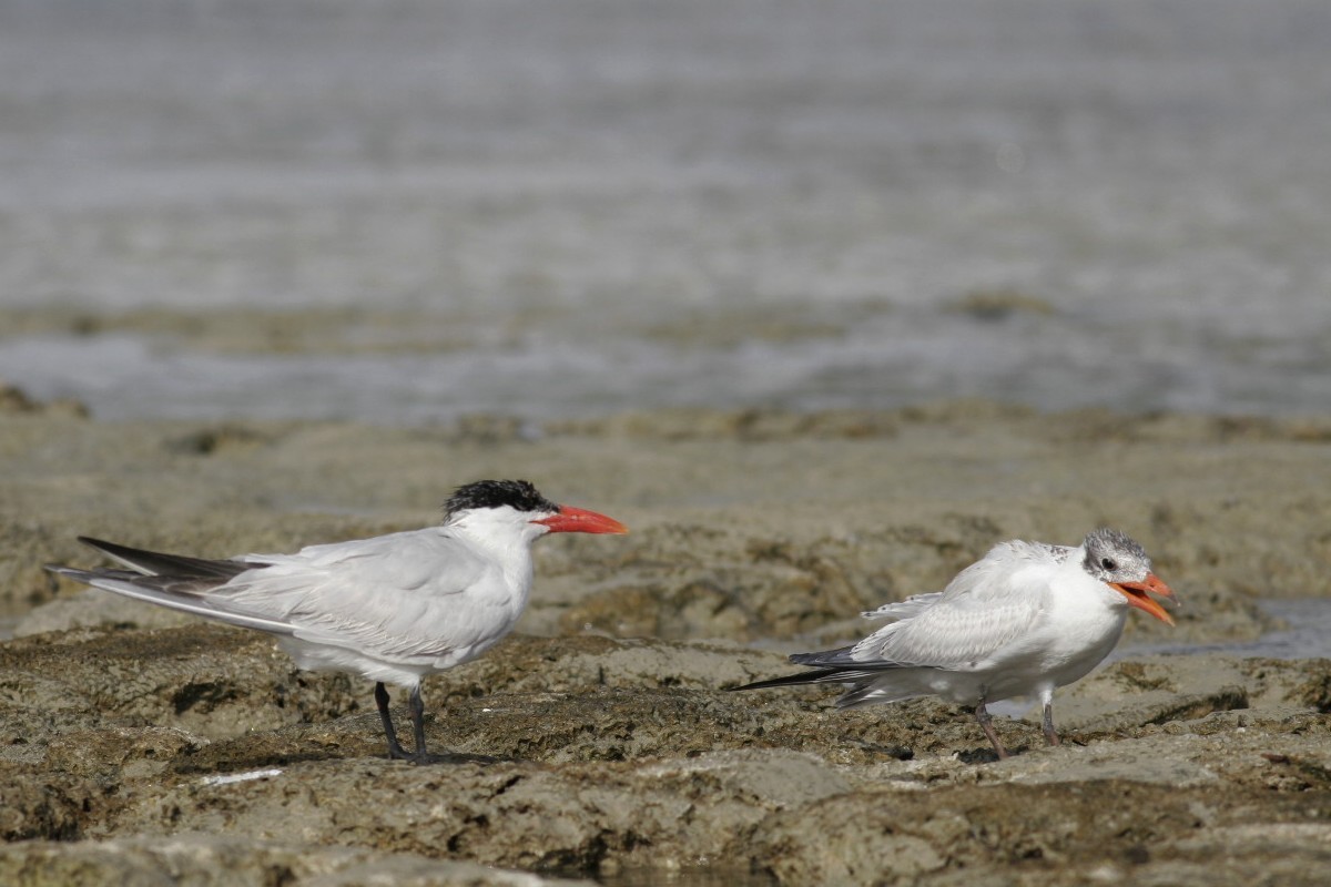 Caspian Tern - ML630900206