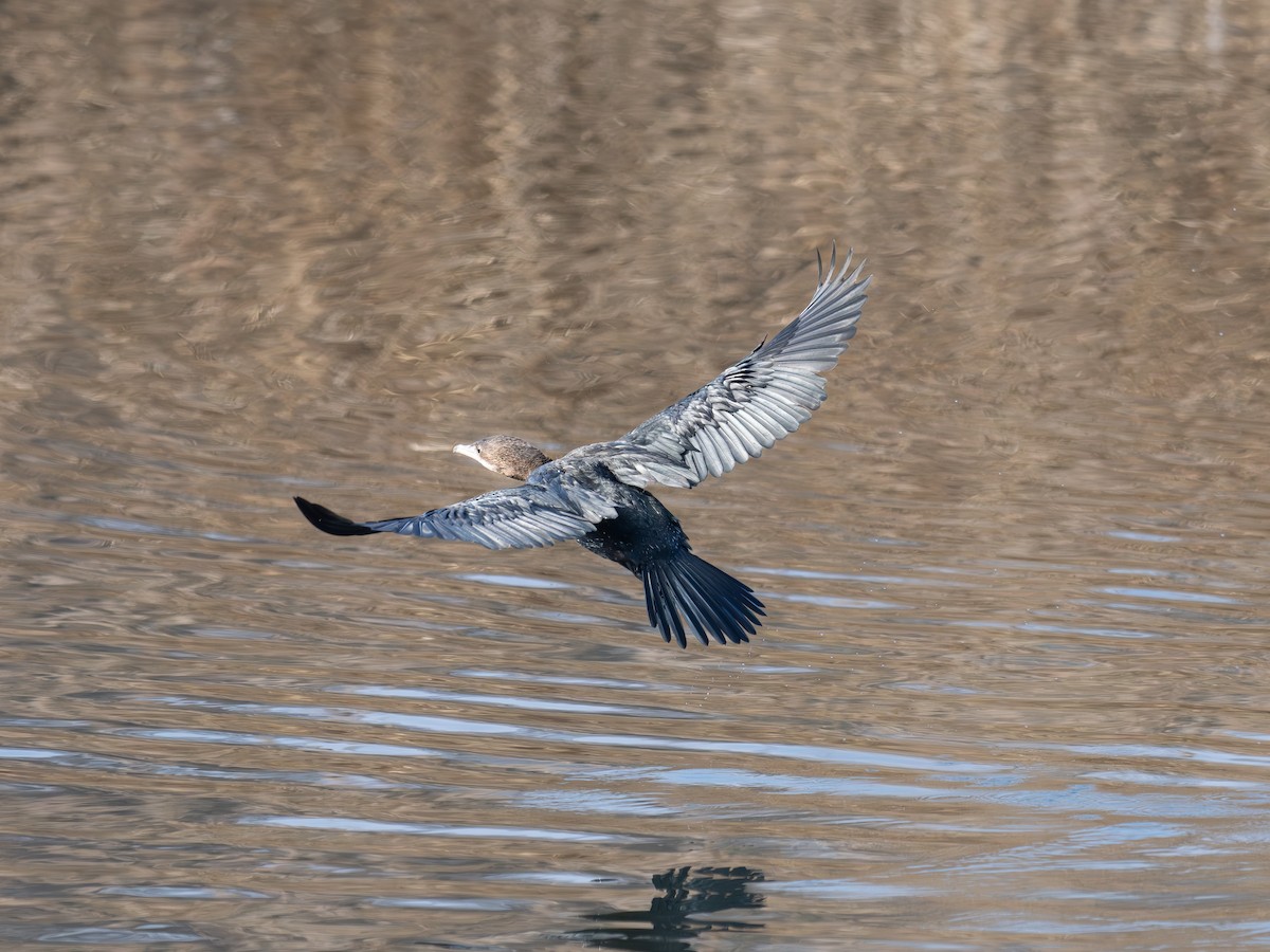 Pygmy Cormorant - ML630900227