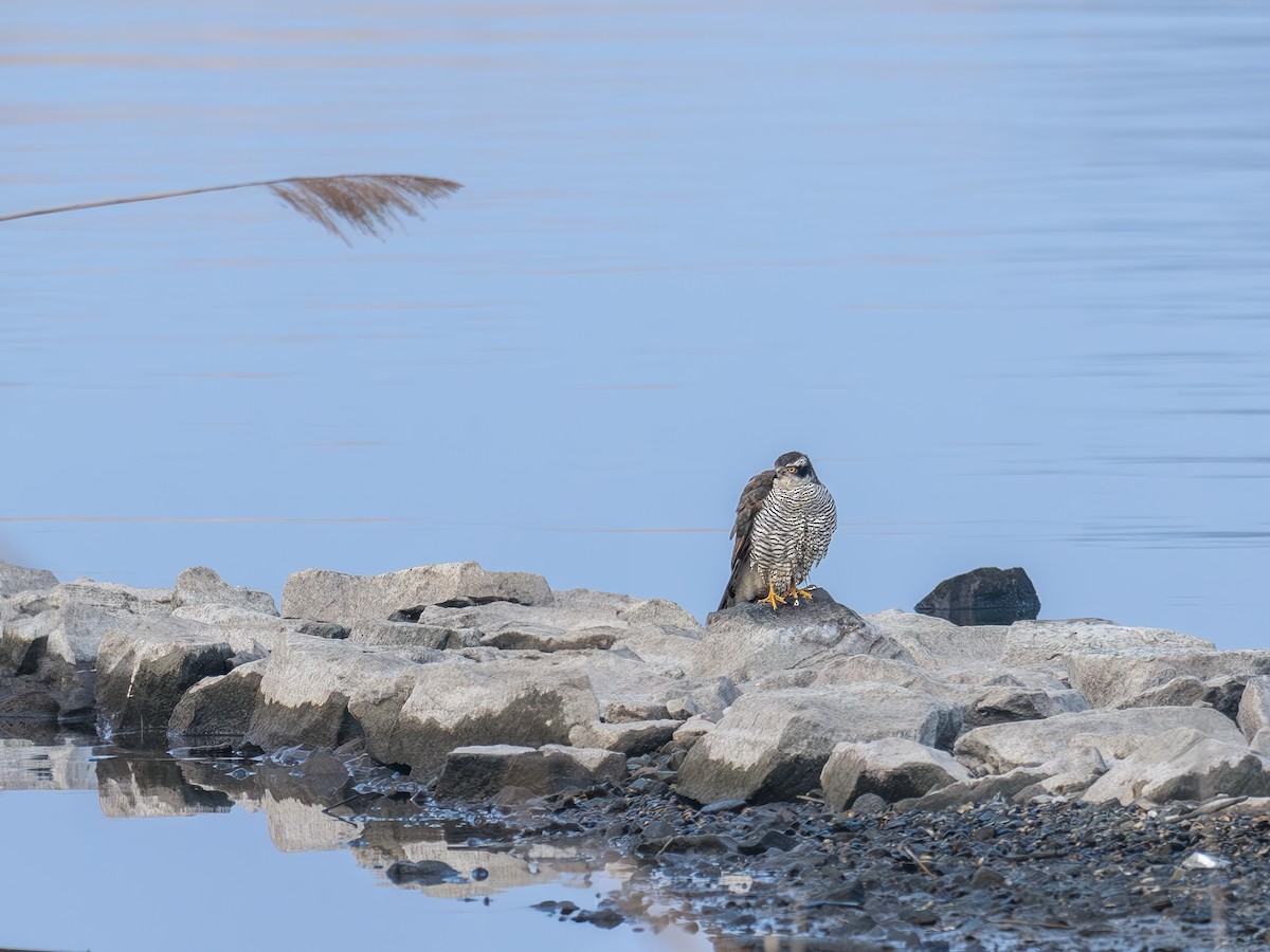 Eurasian Goshawk - ML630900229