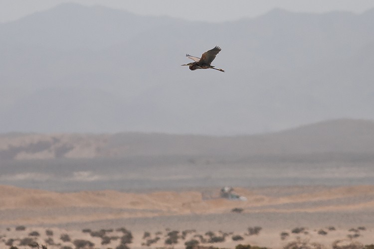 Purple Heron - ML630900286