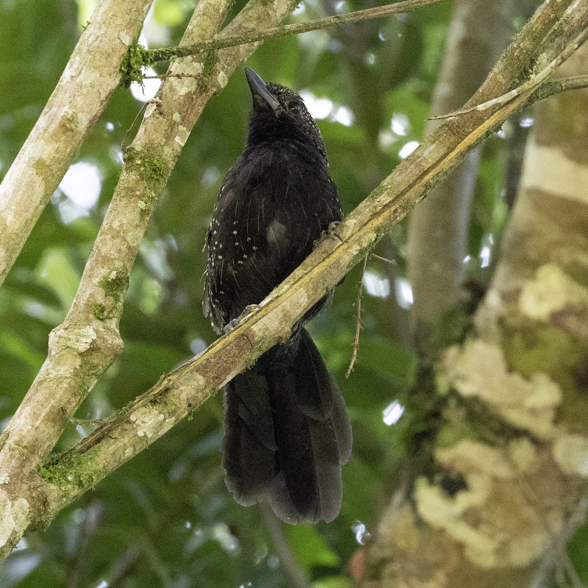 Large-tailed Antshrike - ML630900361