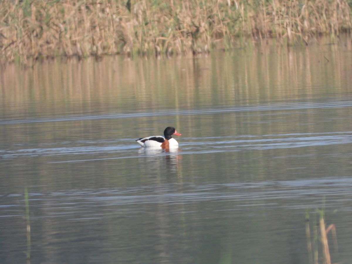 eBird Checklist - 18 Feb 2025 - Poleg Marsh ביצת פולג - 58 species