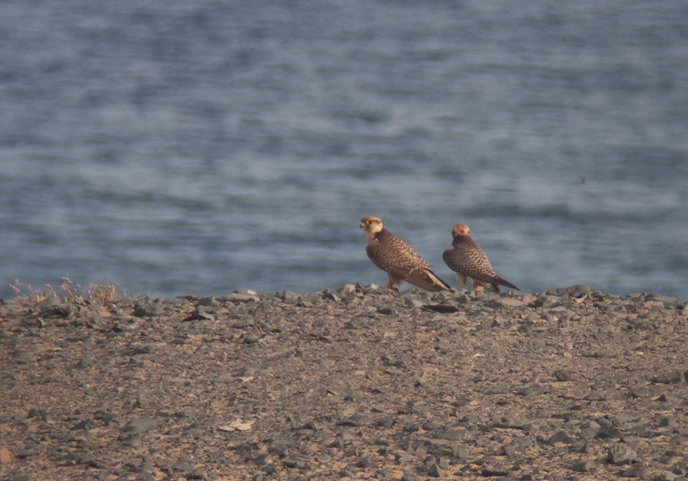 Lanner Falcon - ML630900471
