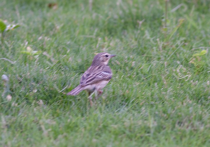 Tree Pipit - ML630900660