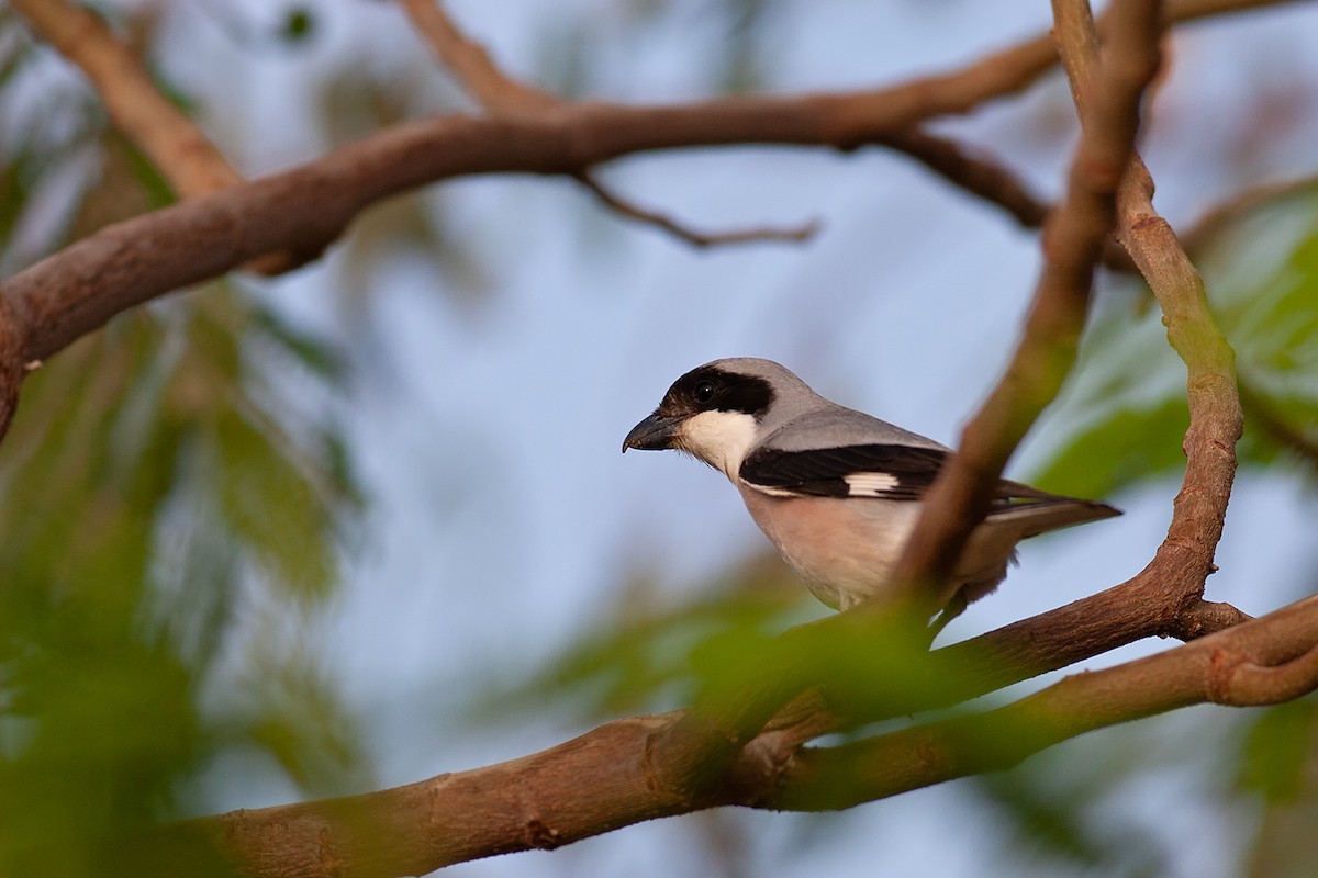 Lesser Gray Shrike - ML630900663