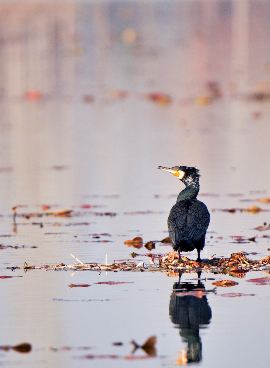 Great Cormorant - ML630900667