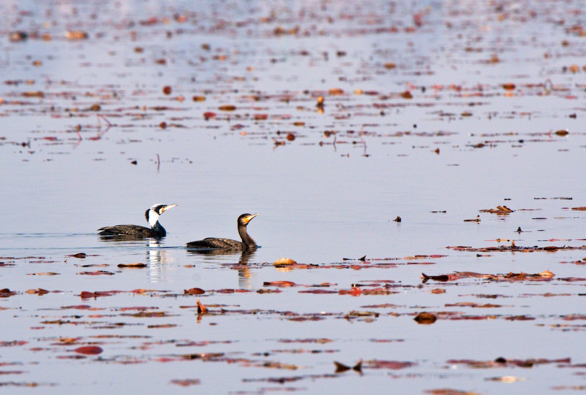 Great Cormorant - ML630900668