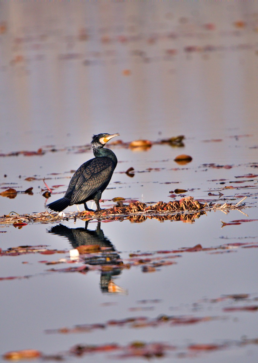 Great Cormorant - ML630900669