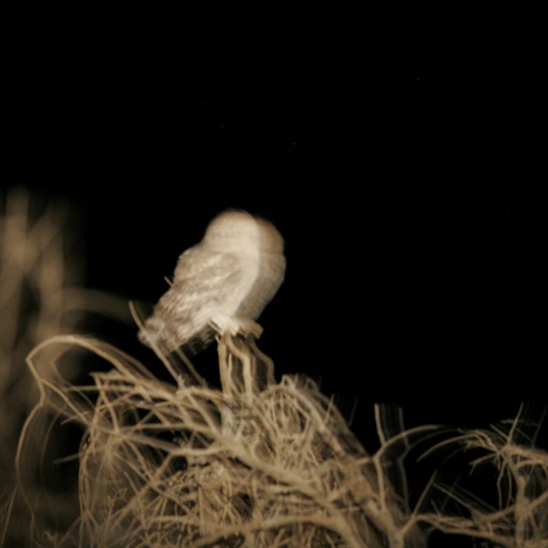 Desert Owl - ML630900740