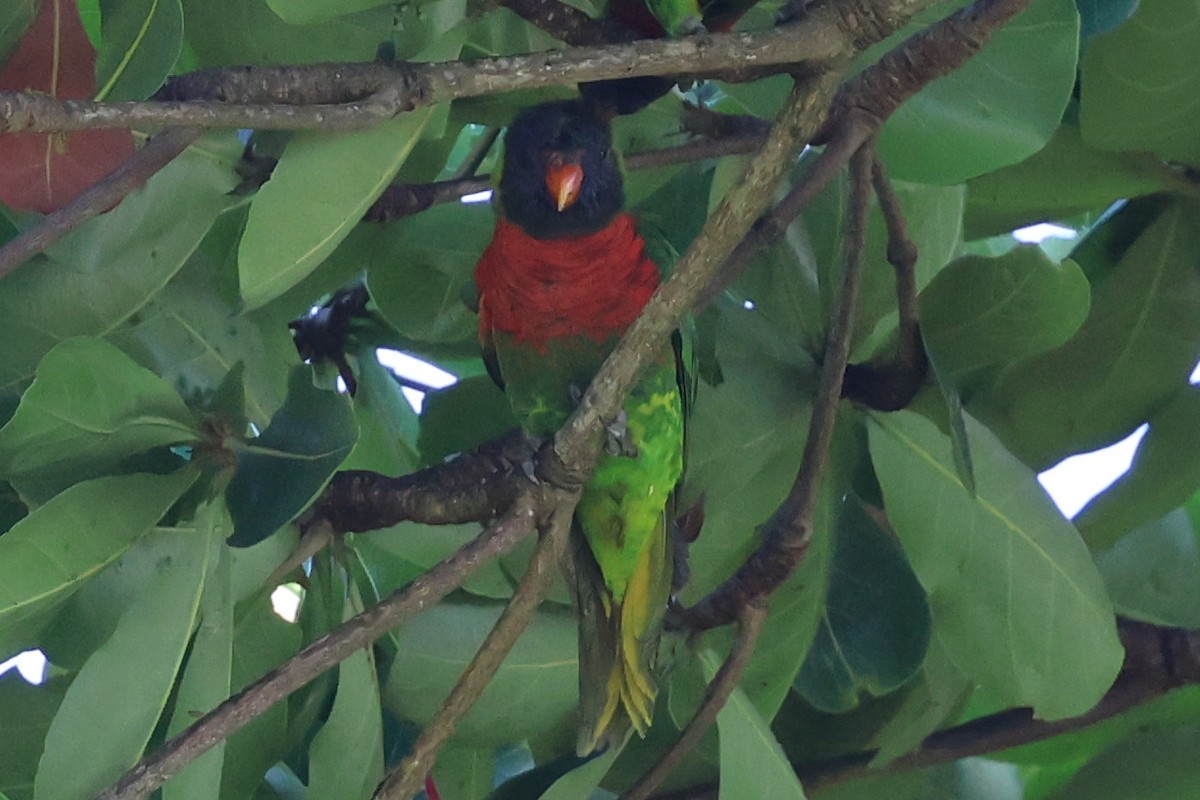 Coconut Lorikeet - ML630900941