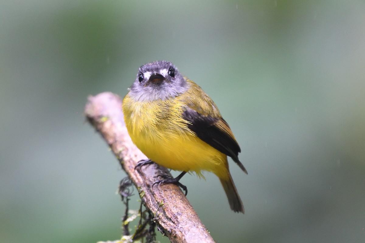 Ornate Flycatcher - ML630900958