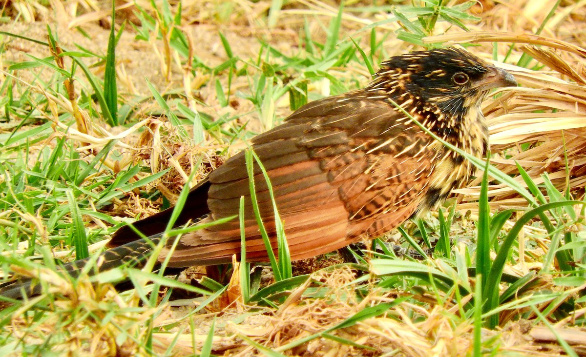 Black Coucal - ML63090101