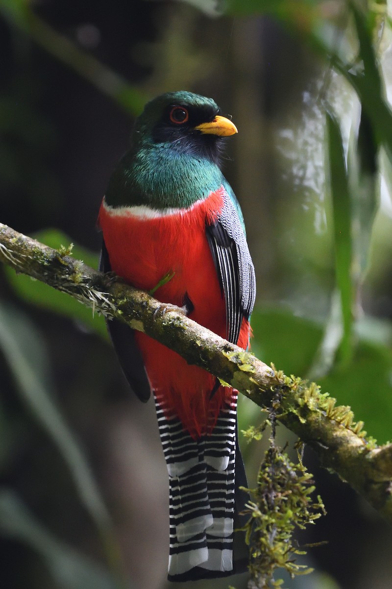 trogon límcový - ML630901073