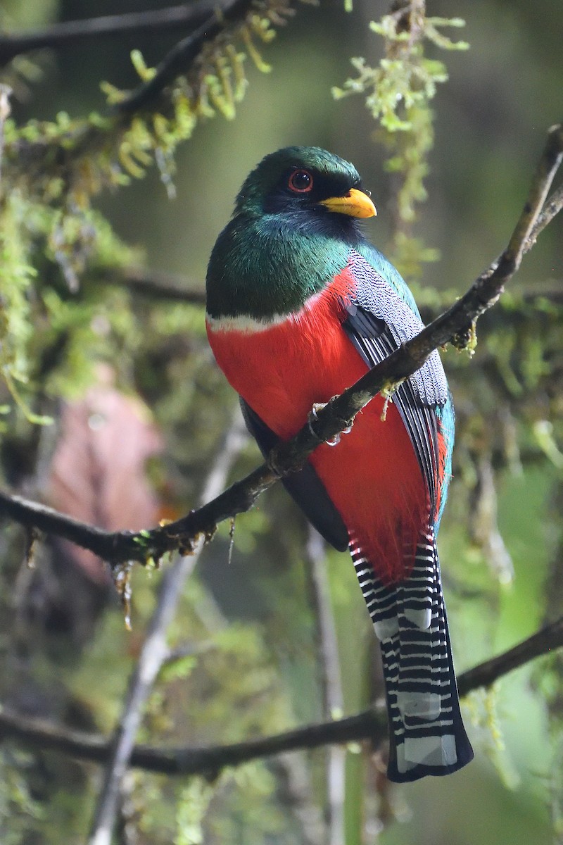 trogon límcový - ML630901074