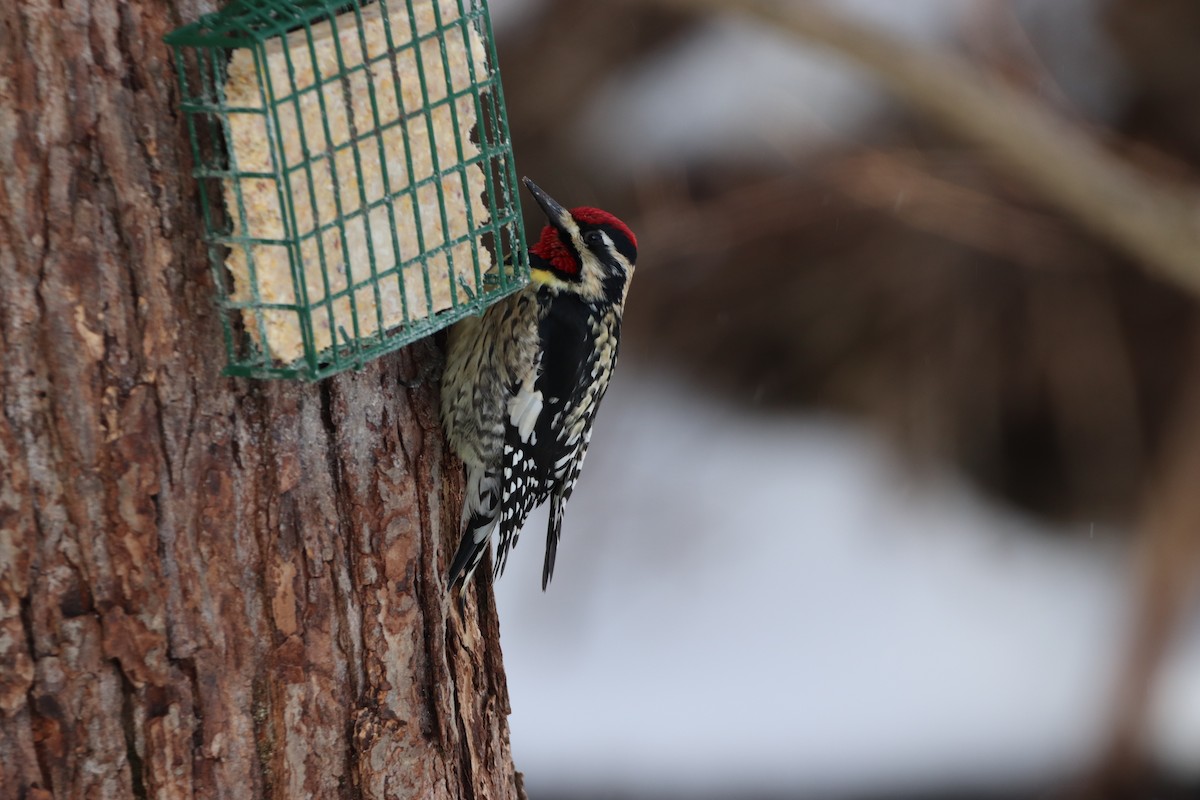 Yellow-bellied Sapsucker - ML630901159