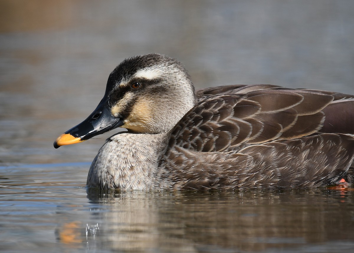 Eastern Spot-billed Duck - ML630901254