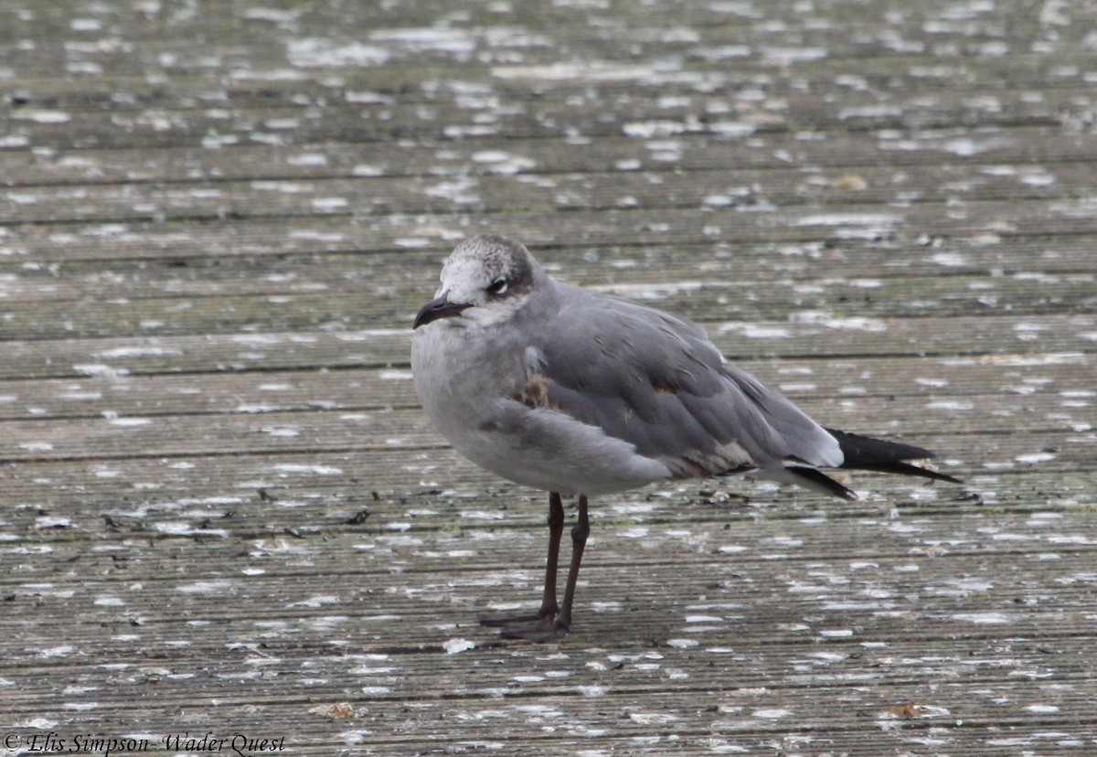 Laughing Gull - ML630901303
