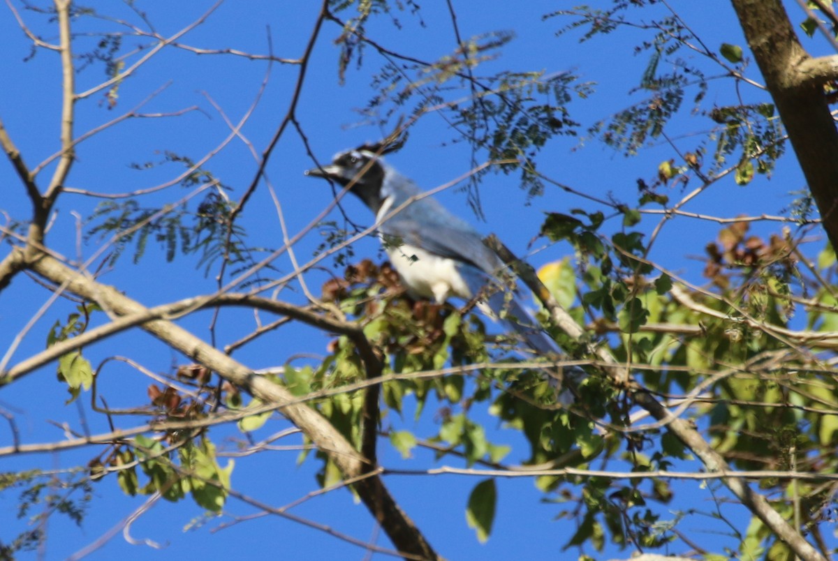 Black-throated Magpie-Jay - ML630901434
