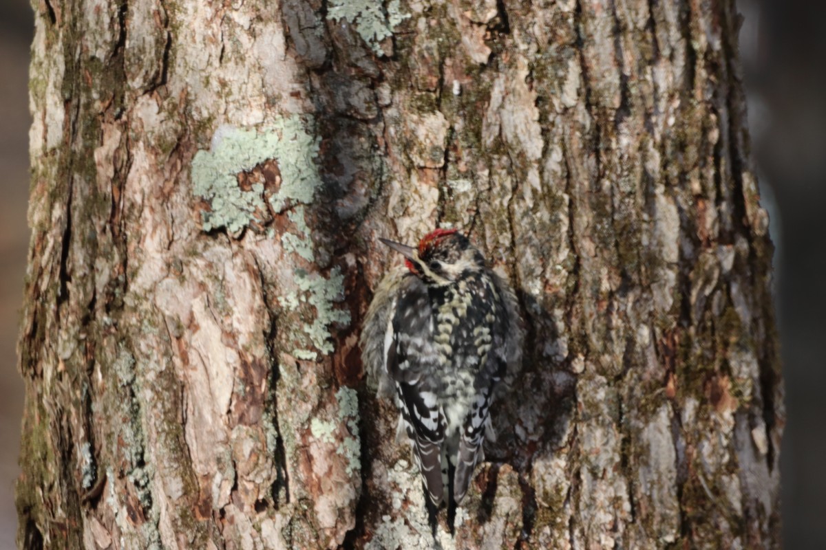 Yellow-bellied Sapsucker - ML630901443