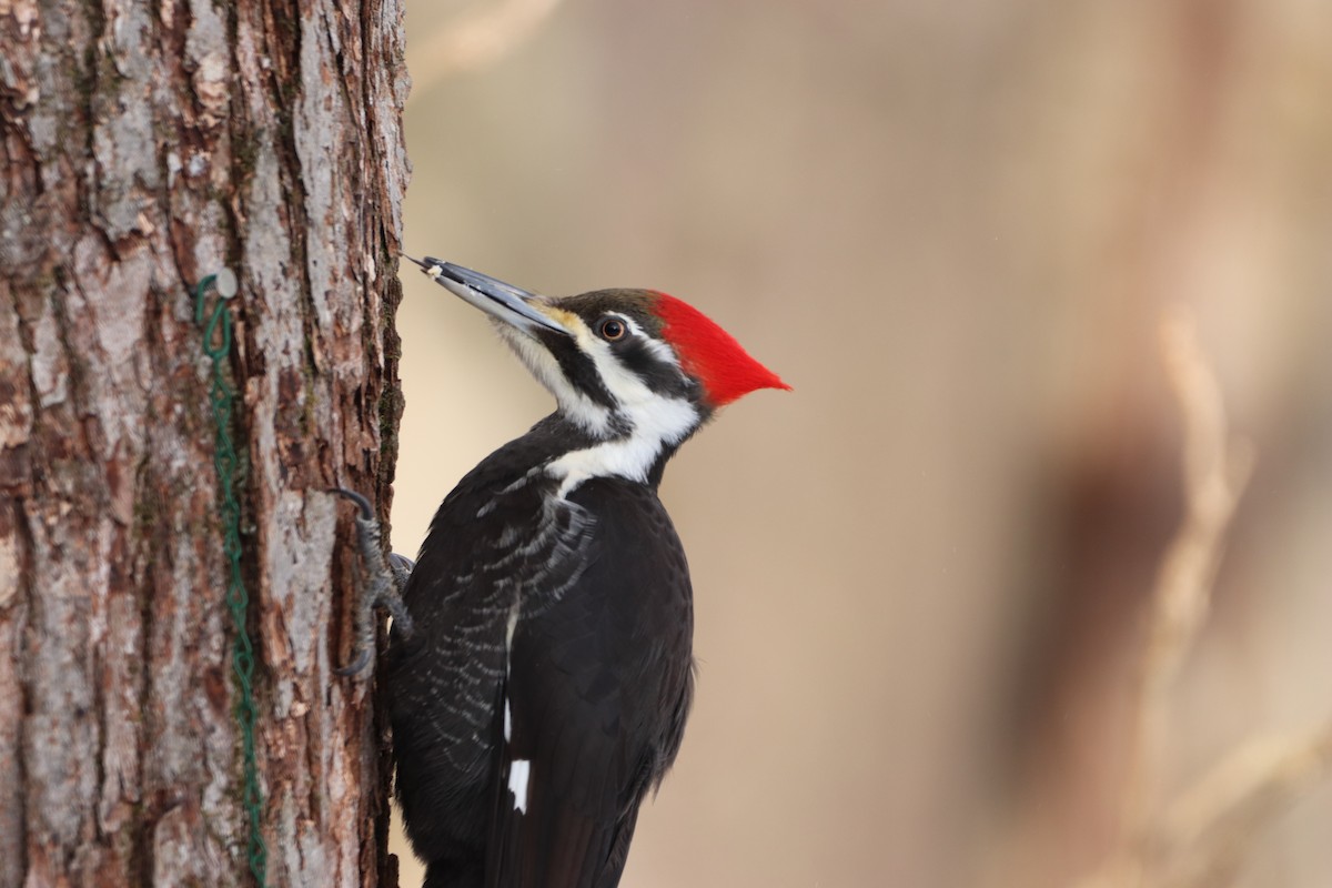 Pileated Woodpecker - ML630901460