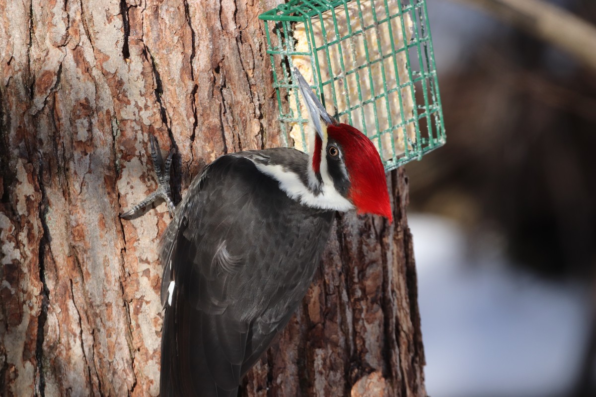 Pileated Woodpecker - ML630901469