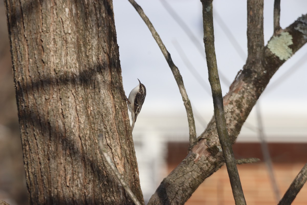 Brown Creeper - ML630901484